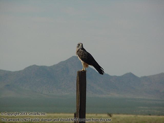 One of the locals did a little posing for me on a fence post when I was out exploring this part of Deming, New Mexico - too cute! The background is the Florida Mountains! I think it looks like a picture someone painted its so beautiful - looks like some sort of hawk! Nice : )